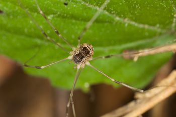 Media type: image;   Invertebrate Zoology 40460